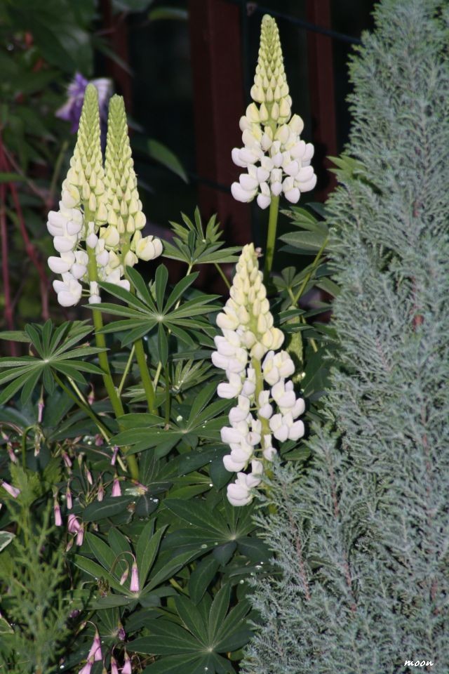 lupinus
